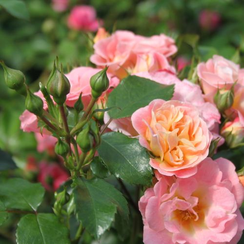 Rosa Peach Drift® - naranja - Árbol de Rosas Floribunda - rosal de pie alto- froma de corona llorona